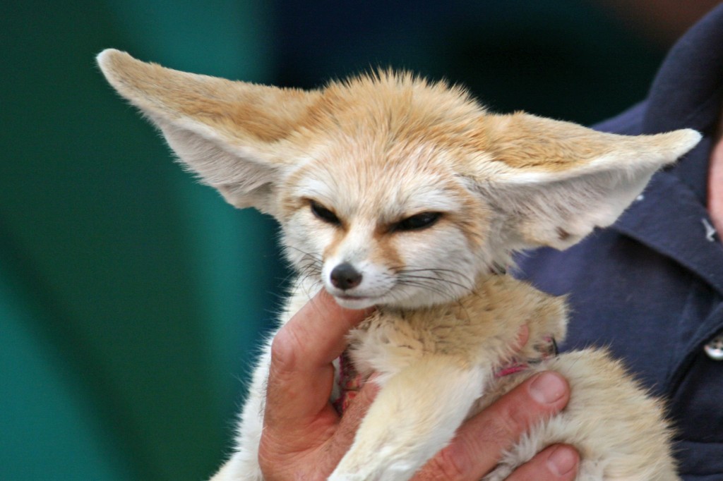 S3 Episode 20 - Foxes