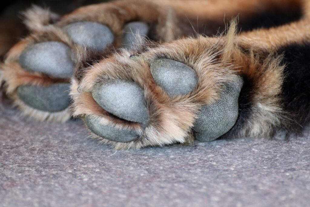 S9 Episode 5 -Paws